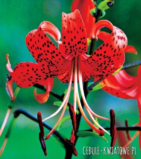 Red Tiger(tīgerlillija)